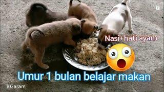 GARAM# 145. Anak Anjing umur 1 bulan belajar makan / 1 month old puppies learn  to eat