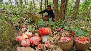 อลังการความหมานจังๆ !!! หมานคัก เห็ดก่อเเดงหลวง เต็ม 2 กระต่าใหญ่ๆ 8 กว่าโล เลยทีเดียว 5/ก.ย/67