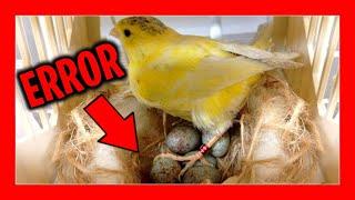  Do not do this when breeding canaries  Breeding canaries for beginners