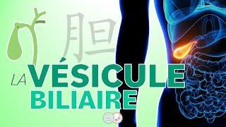 #23 - La VÉSICULE BILIAIRE en Médecine Traditionnelle Chinoise