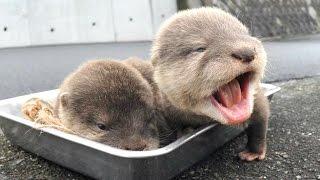 Otter - A Cute Otters And Funny Otters Videos Compilation || NEW HD