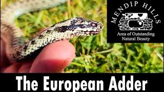 The Adder: A species spotlight from the Mendip Hills AONB