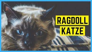 RAGDOLL KATZE - Charakter und Besonderheiten