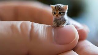 cute baby cat for kids video #kids