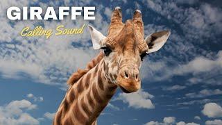 Giraffe Calling Sound
