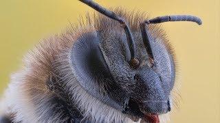 Close-up and Macro Photographs of Insects and Spiders