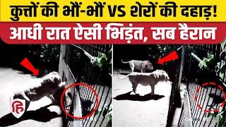 Dogs Lion Fight Viral Video: Gujarat Amreli में दो शेरों से भिड़ गए दो कुत्ते। Viral Video CCTV