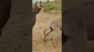 #donkey #householdpets #viralvideo #shorts