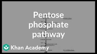 Pentose phosphate pathway - Cyclic structures and anomers | Biomolecules | MCAT | Khan Academy