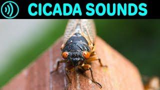 CICADA SOUNDS - Sound Effect of Cicadas in Summer at Night - Sounds of Cicada (Chicharra, Campanero)