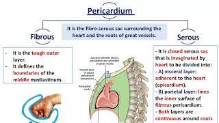 Mediastinal Divisions with Anatomy of Pericardium - Dr. Ahmed Farid