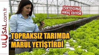 Topraksız tarımda marul yetiştirdi: Yurtdışına ihraç ediyor