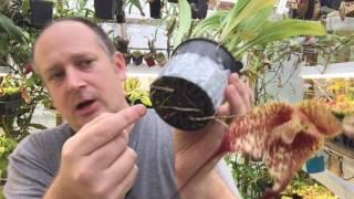 DRACULA ORCHID CARE SERIES: DARK AND RAINY DRACULA ORCHID CARE TIPS PART 1/3