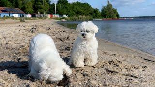 Surprising My Maltese Puppies With a Beachfront Home! 