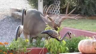 Buck eats tomatoes in Cornville