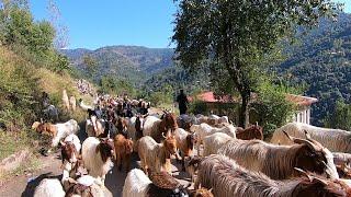 nomadic traveling in Kashmir || khanabadosh people ||