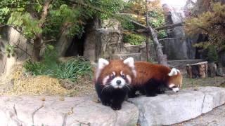 Red Panda Cubs on Exhibit at Lincoln Park Zoo