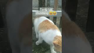 Kucing Datang Ke Rumah