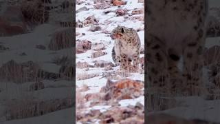 Snow leopard #wildlife #reels #youtubeshorts #shorts #bigcat #trendingshorts