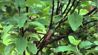 Morning Garden Arenal Costa Rica