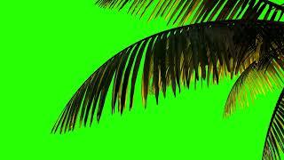 Animation Palm Branch and Leaves in the Wind on a Green Screen Background Keying Green Background 4K