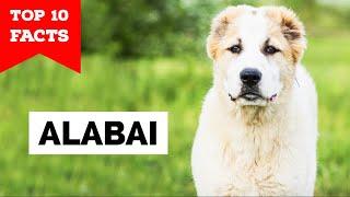 Central Asian Shepherd - Top 10 Facts [Alabai]