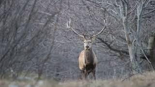 Face to face with Red deer