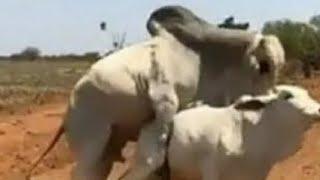 Cow meeting video