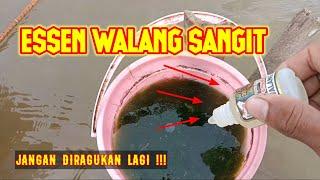 Tes ESSEN WALANG SANGIT campur LUMUT