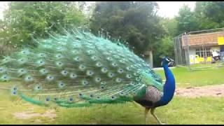 What does a peacock sound like ?