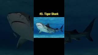 #shorts What is the top 5 biggest Shark in the World?.