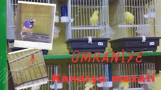 İstanbul Ümraniye Kanarya Mezatı #kanarya #mezat #canarias #canary #muhabbetkuşu #papağan #istanbul