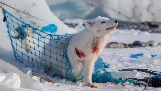 A baby polar bear helped an injured arctic fox, calling for volunteers to rescue it.