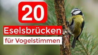 20 Eselsbrücken für Vogelstimmen | Vogelstimmen Merkhilfe