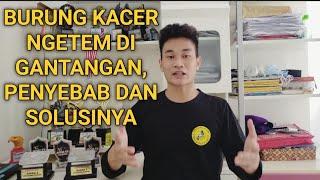 Rawtan Kacer yang NGETEM/JEDA DIGANTANGAN!! lakukan langkah " seperti ini