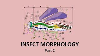 Insect Morphology|Entomological Studies|Part 2