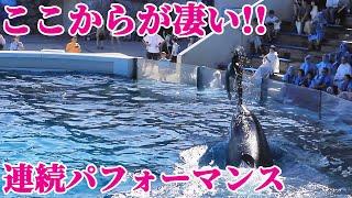 鴨シーのシャチ「ララ」の連続パフォーマンスが凄すぎる!! 鴨川シーワールド シャチショー KamogawaSeaWorld  orca killerwhale
