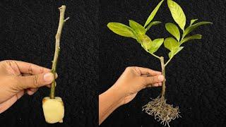 How To Grow Lemon Tree Cutting In A Potato