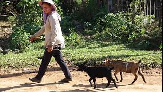 Reisefuchs in Laos