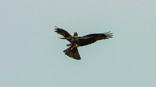 Пустельга просто "уничтожает" Коршуна! / Kestrel "destroys" Black kite!