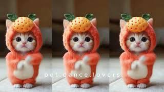 Cat videos funny dance Videos for catsv#funnycats #dancingcat #catlovers 79