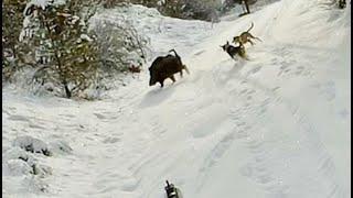 FULL AKSİYON DOMUZ AVI - HEYECAN DOLU AV - CHASSE SANGLIER - WILD BOAR HUNTING IN TURKEY - 2023 AV