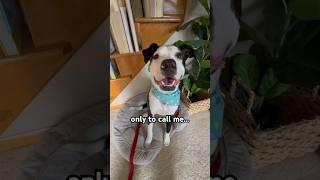  but thats not mine  #cutedogvideos #puppyvideos #dogsyourfriendsforever #shorts