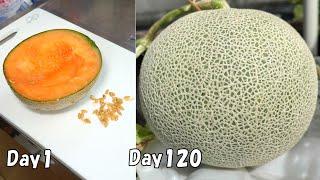 How to grow cantaloupe from store-bought cantaloupe using a small amount of soil