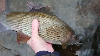 BIG GRAYLING