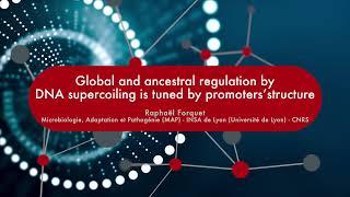 Global and ancestral regulation by DNA supercoiling is tuned by promoters’structure