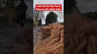 Bertie the Farm Dog takes you on a day in his life with his GoPro!  #farming #farmdog #farmlife