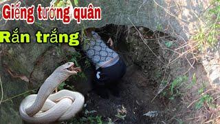 Tướng Quân Hiển Linh Cho Săn Bắt Ẩm Thực Vùng Cao Con Rắn Hổ Mang Trắng Quý Hiếm