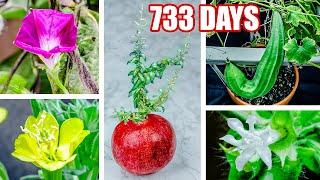 733 Days to 8 Minutes Plant Growing Time Lapse Compilation