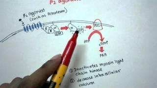 Mechanism of action of Beta 2 agonist